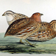 Illustration for article titled Now Weve Got an Excuse to Organize Quail Fights for Science